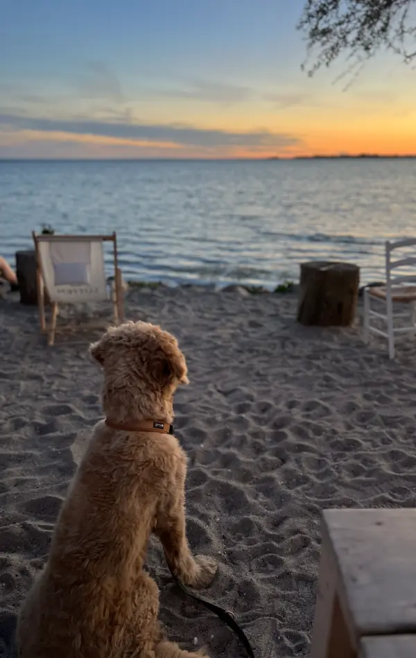 Hund am Strand Hund am Strand